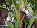 Natal wild banana